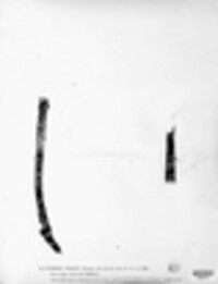 Dothidea prostii image